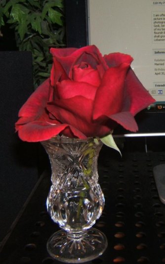 my desk rose